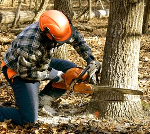 Tree Removal in Friendly, WV